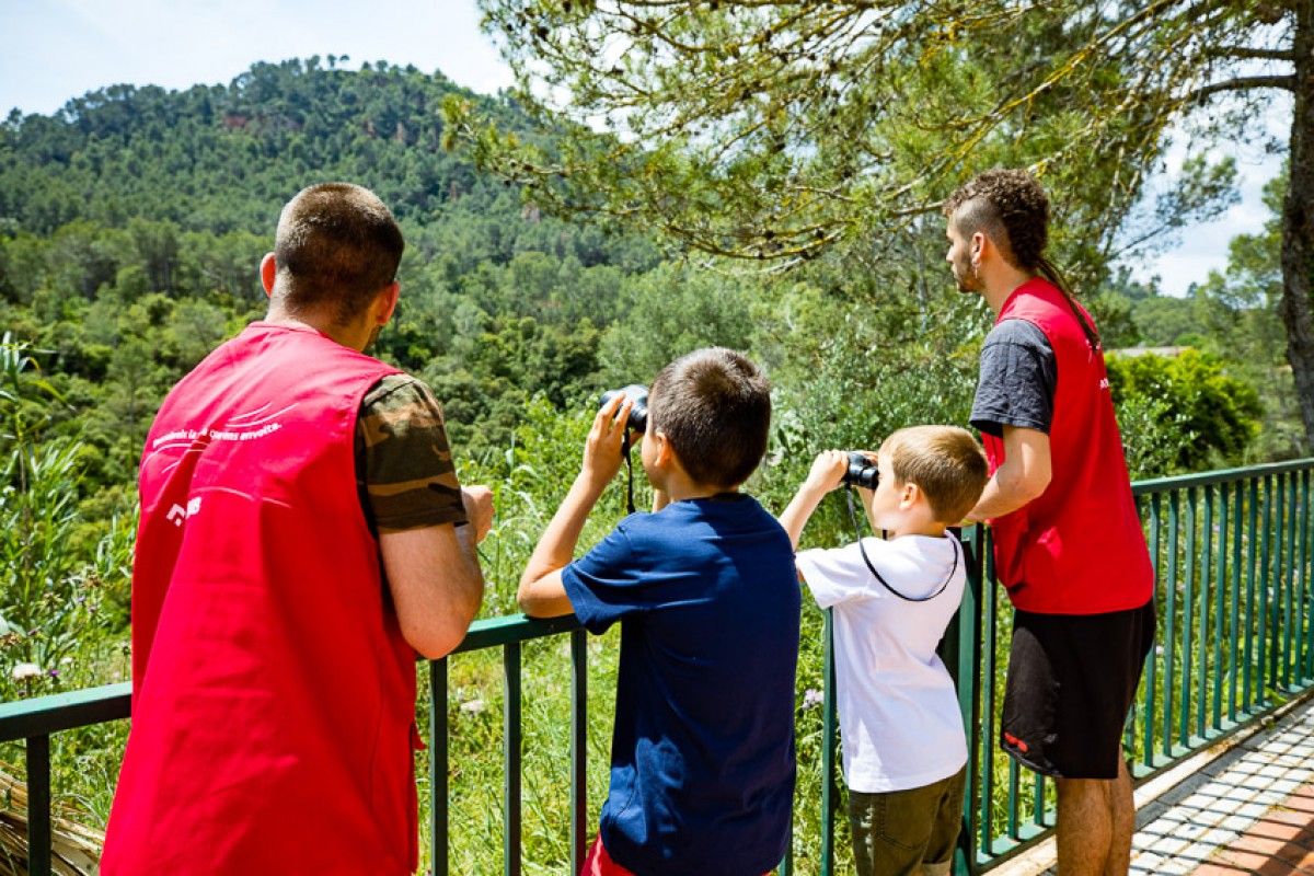 A Catalunya s'han perdut el 44% de les papallones en dues dècades