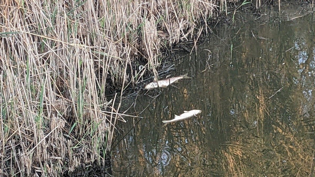 Dos peixos morts a l'estany de Castelló dels aiguamolls de l'Empordà