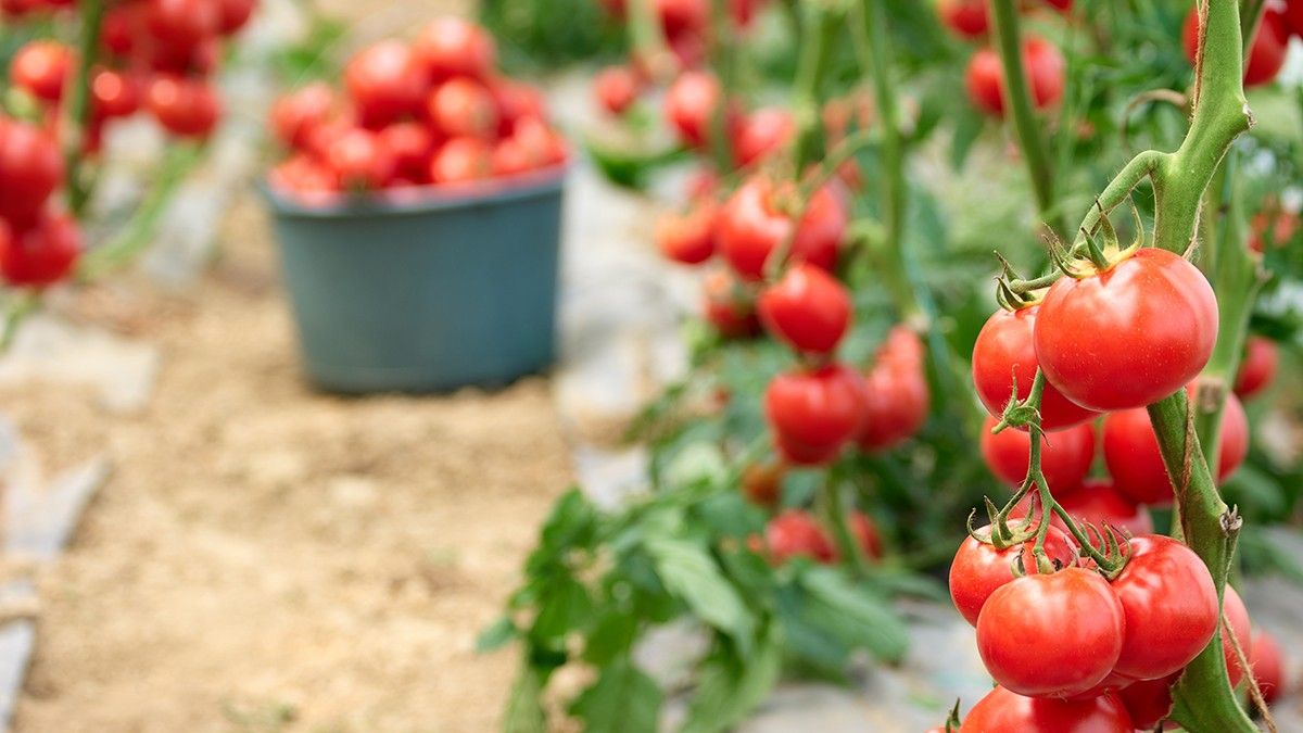 Catalunya perd 46 tones anuals de producció hortícola