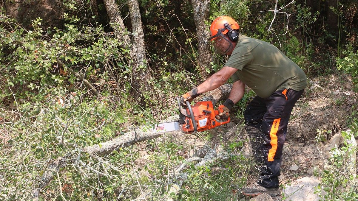 Treballs forestals a la conca de la Muga