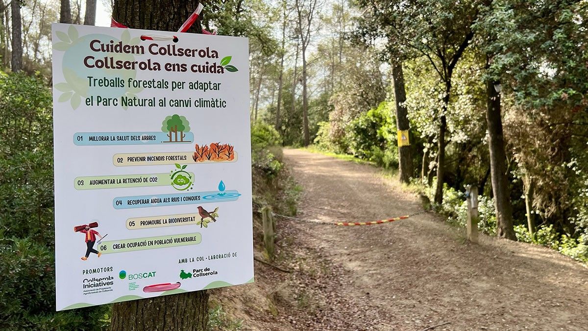 Treballs de gestió forestal a Collserola
