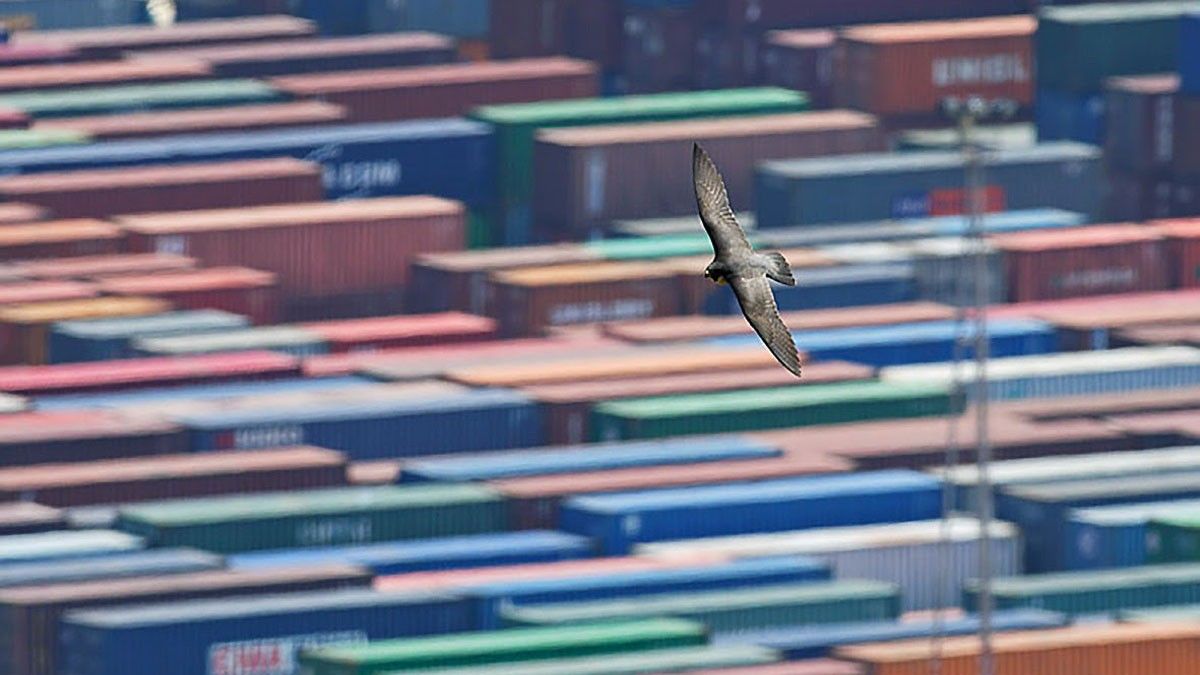 Un falcó pelegrí al port de Barcelona