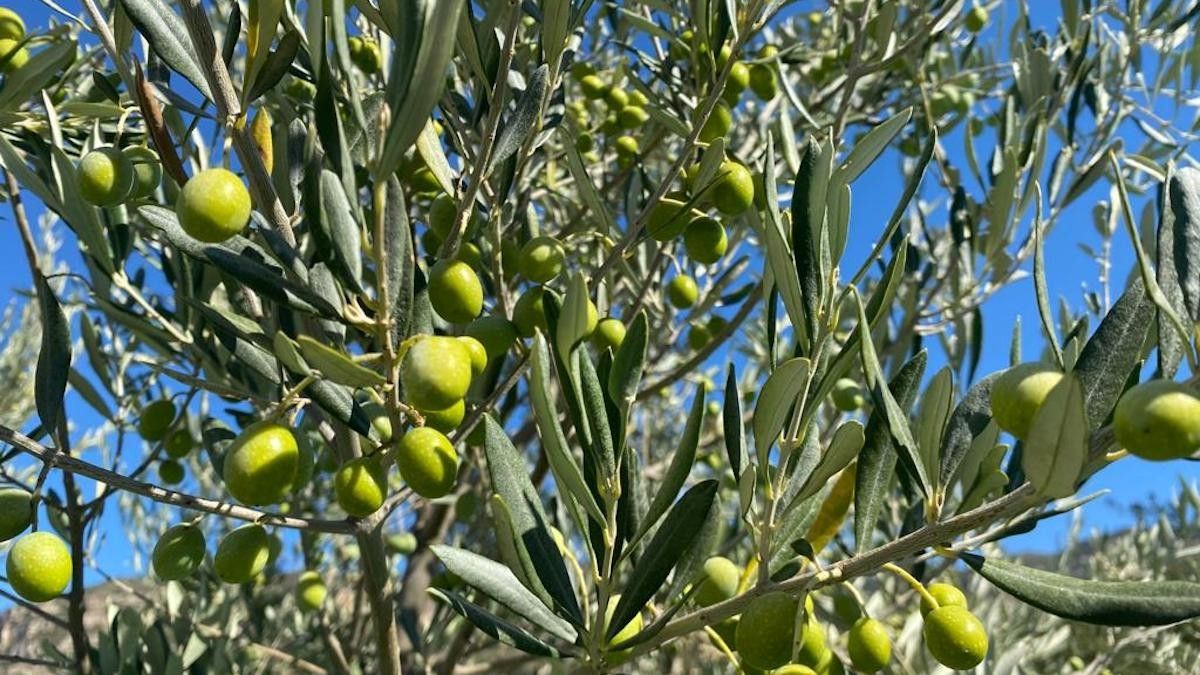 El pròxim 27 de gener se celebrarà la Fira de l'Oli del Vallès