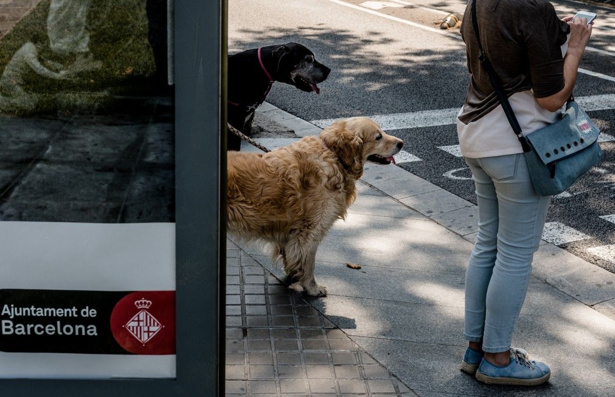 Dos gossos a la parada d'un autobús de Barcelona