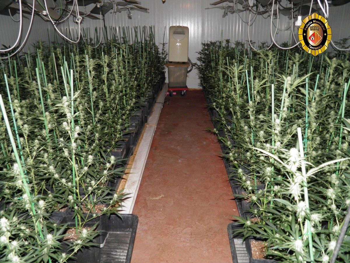 Plantes de marihuana intervingudes per la Policia Municipal de Terrassa.