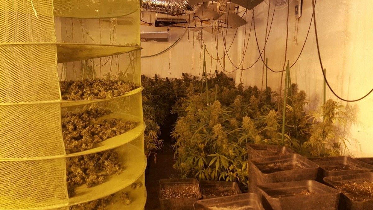 Plantació de marihuana en un dels pisos registrats.