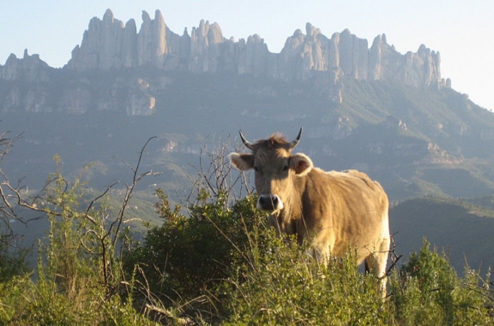 Una vaca pastura a l'entorn del Parc Natural del massís de Montserrat