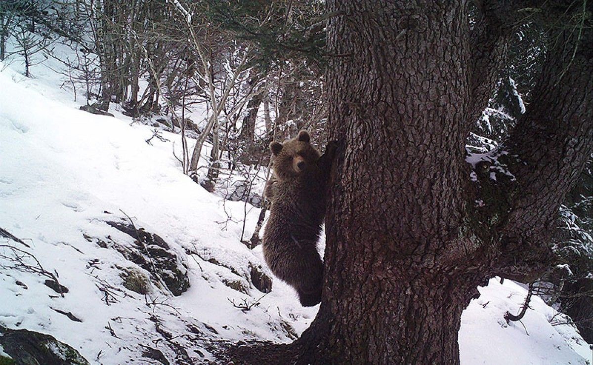 Primeres imatges dels óssos bruns del Pirineu després de despertar de la hibernació