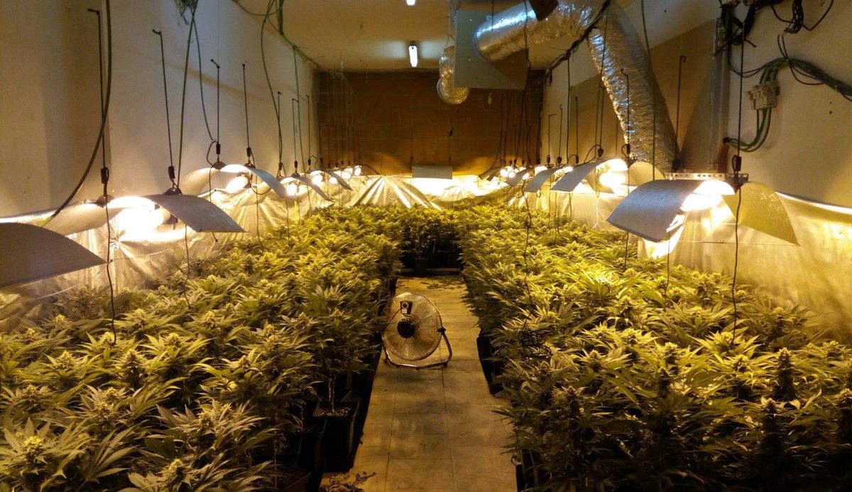 Plantació de marihuana localitzada pels Mossos d'Esquadra 