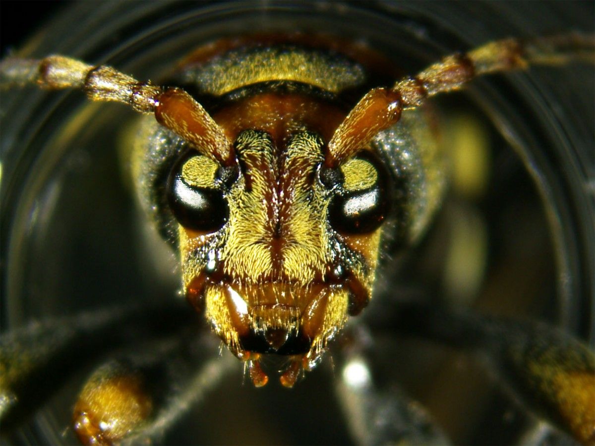 L'aspecte de l'escarabat invasor 