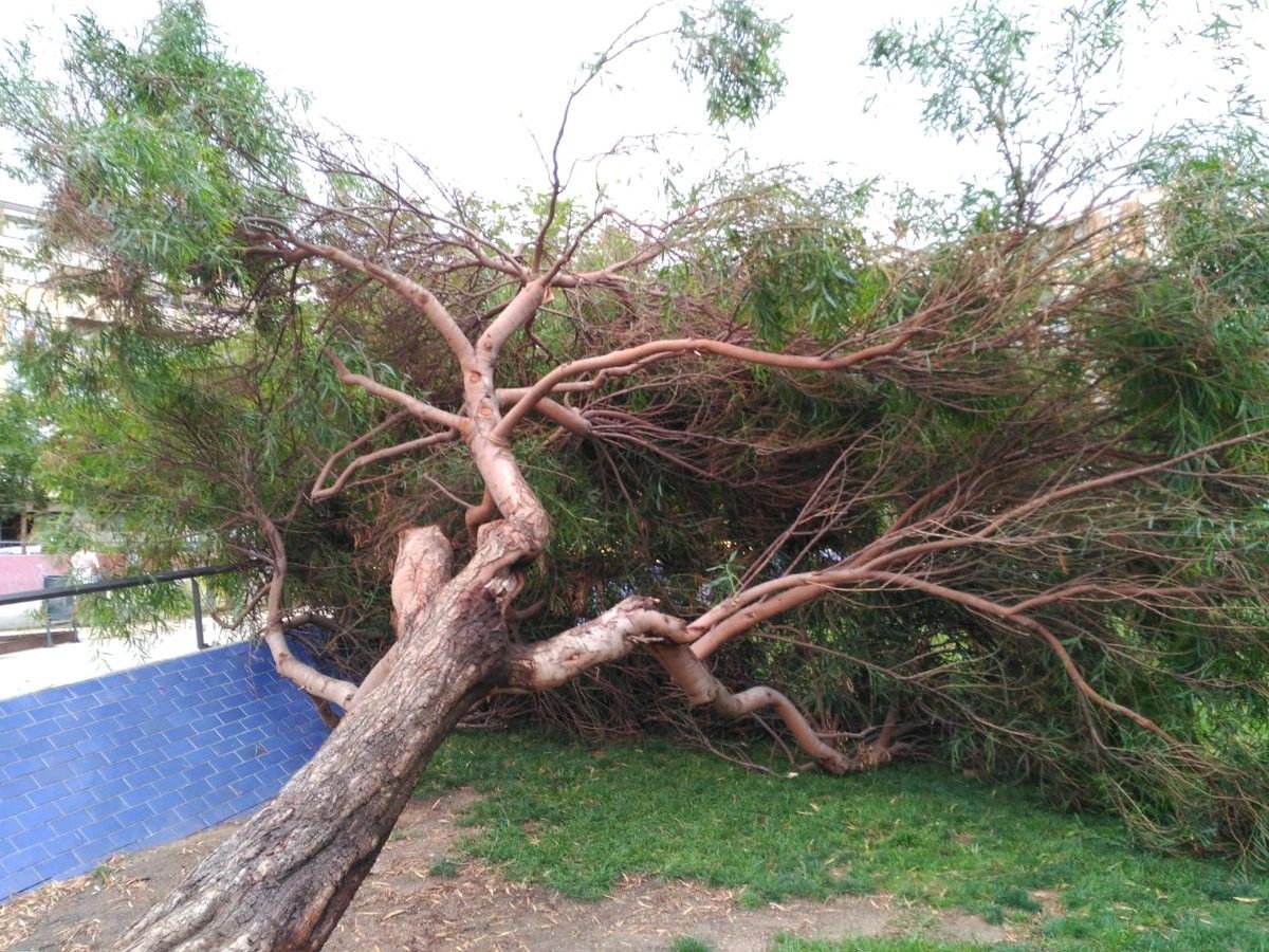 Imatge d'un arbre arrencat durant els aiguats a Terrassa. 