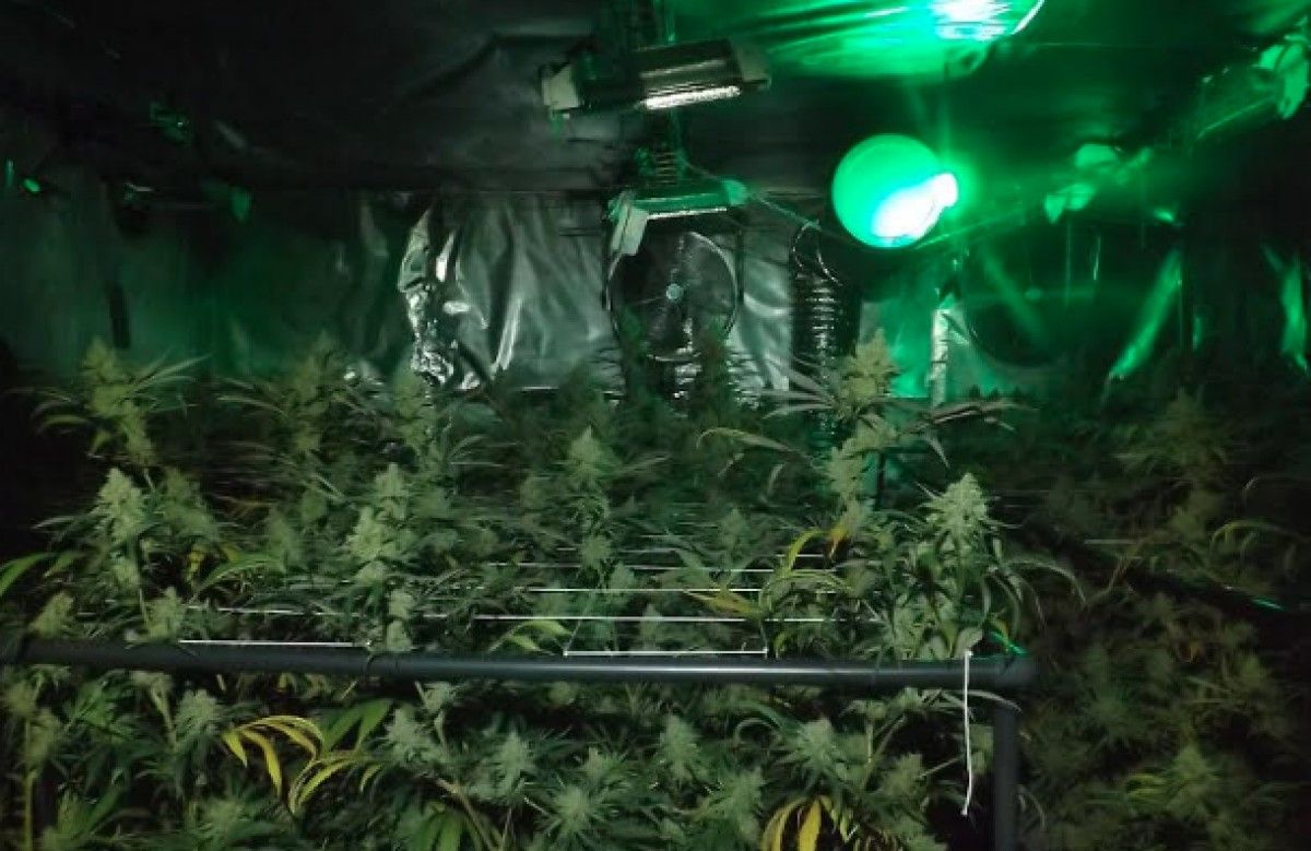 Plantació de marihuana localitzada a Rellinars