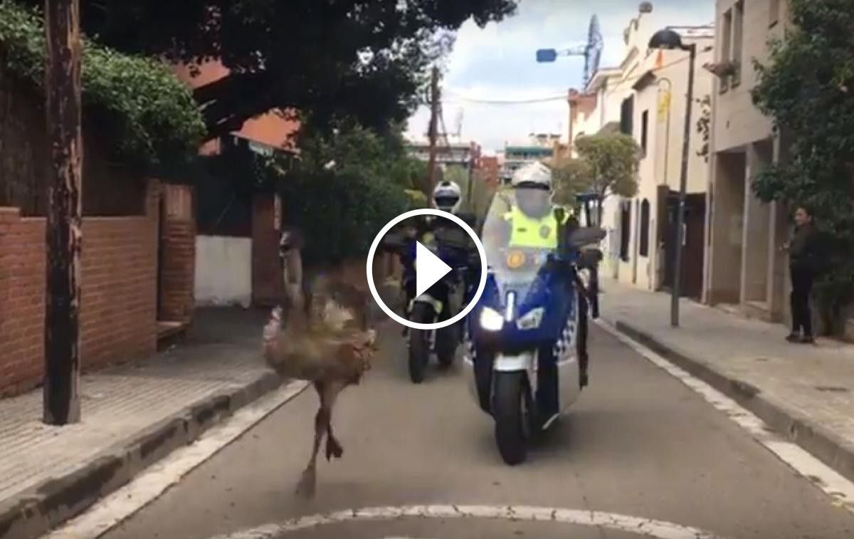 L'emú, perseguit per dues motos policials