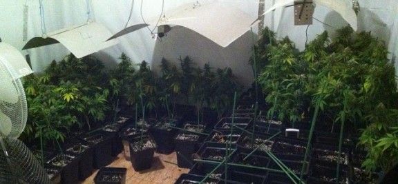 Plantació de marihuana a Les Pedritxes