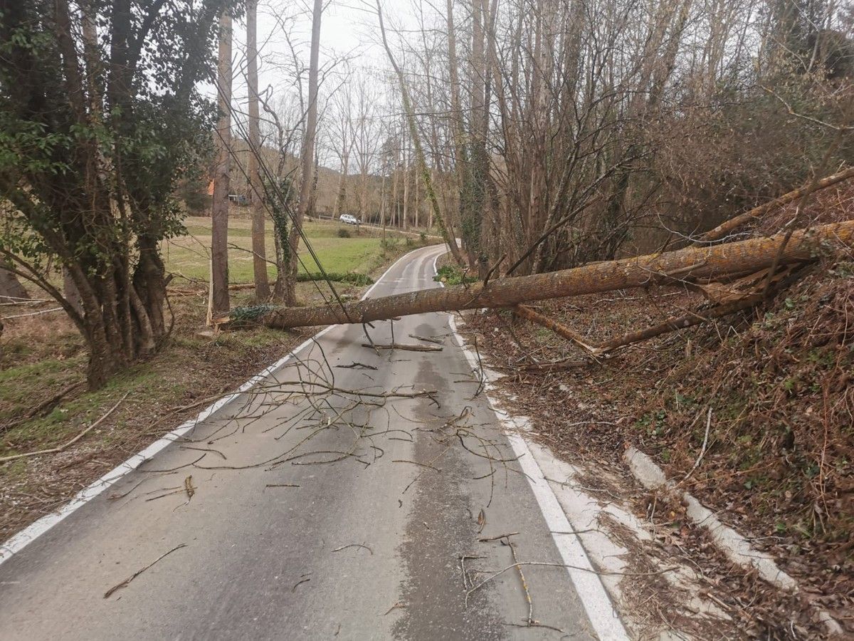 Un arbre caigut a Vallgorguina aquest diumenge 19 de gener