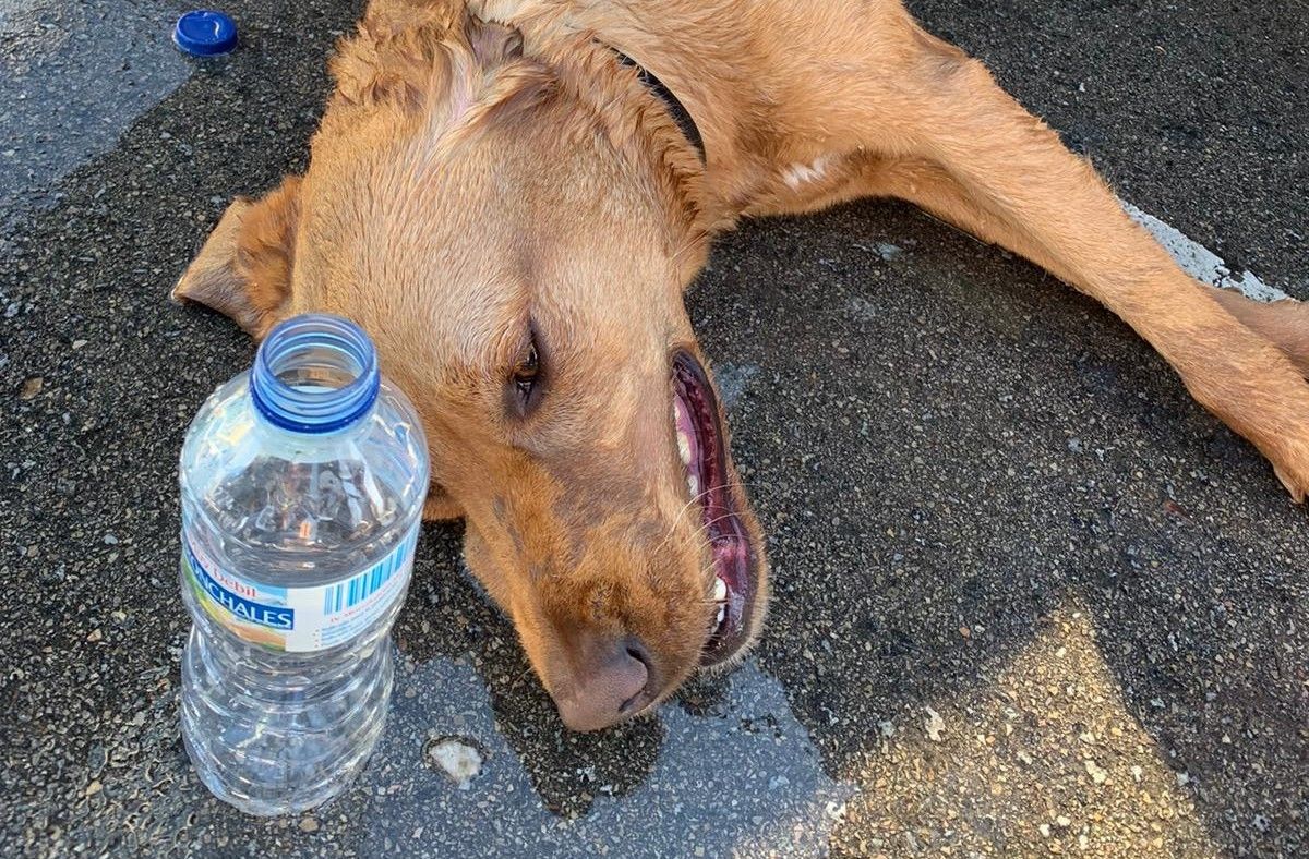 Imatge del gos deshidratat