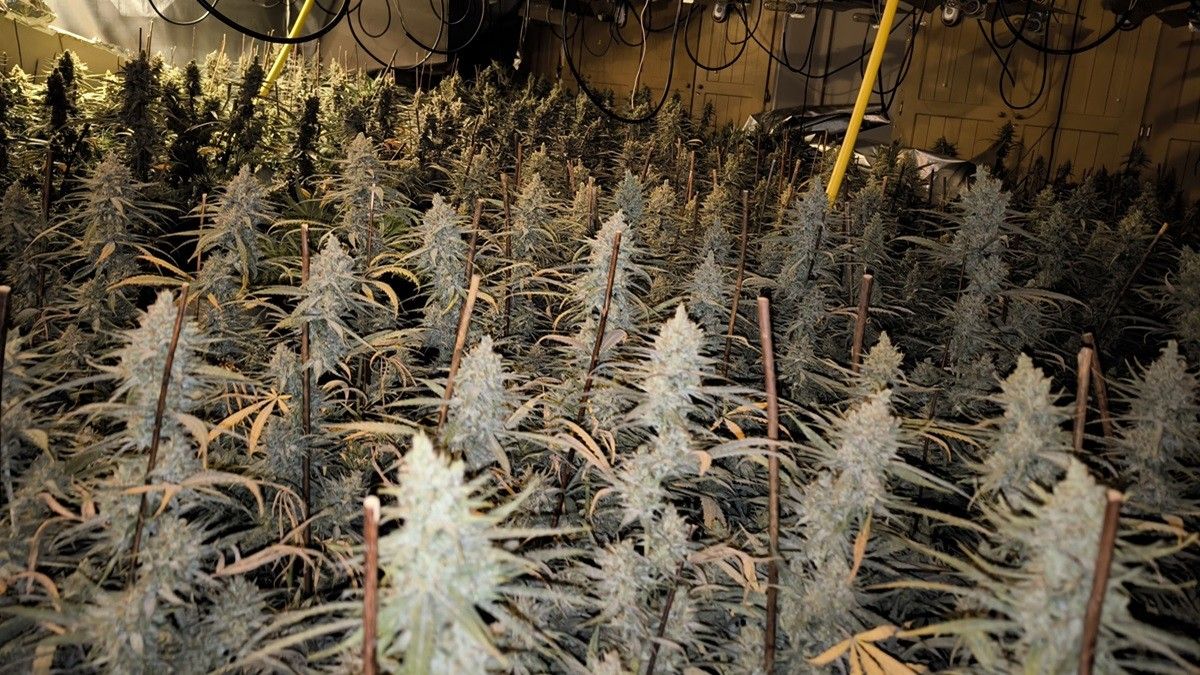 La plantació de marihuana a Matadepera