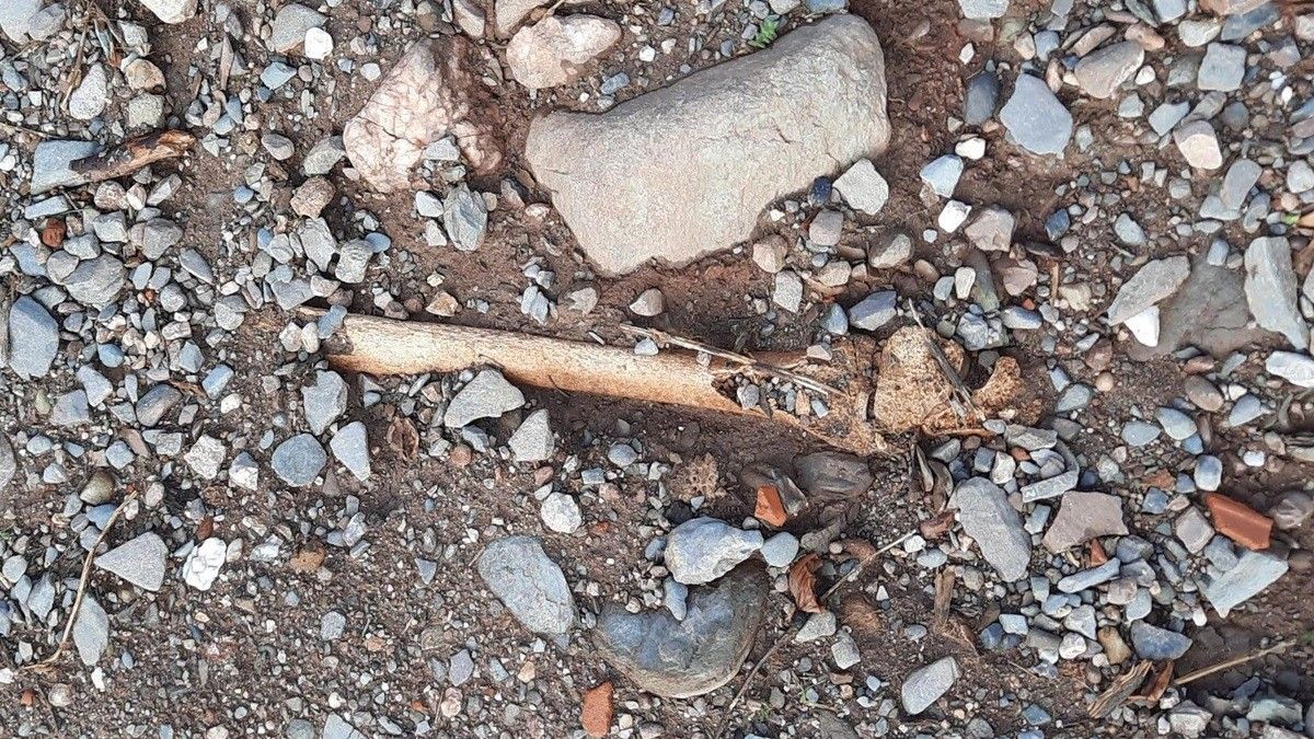 Les restes d'ossos trobades a la Mola