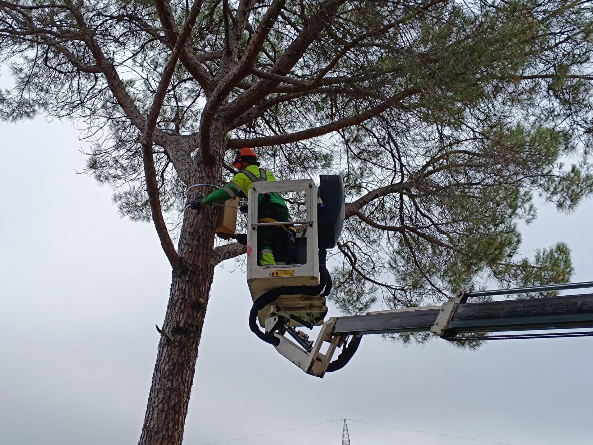 Quan es completi la instal·lació d’aquestes estructures Terrassa ja comptarà amb 270 caixes d'insectívors i 22 caixes per a rapinyaires.