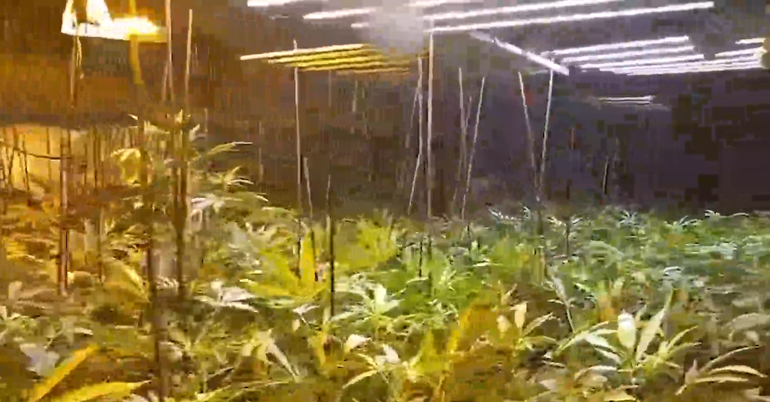 La plantació de Marihuana a Viladecavalls, en una gravació cedida pels Mossos d'Esquadra