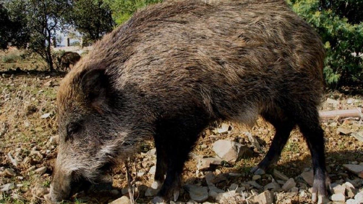 Un porc senglar, en una imatge d'arxiu.