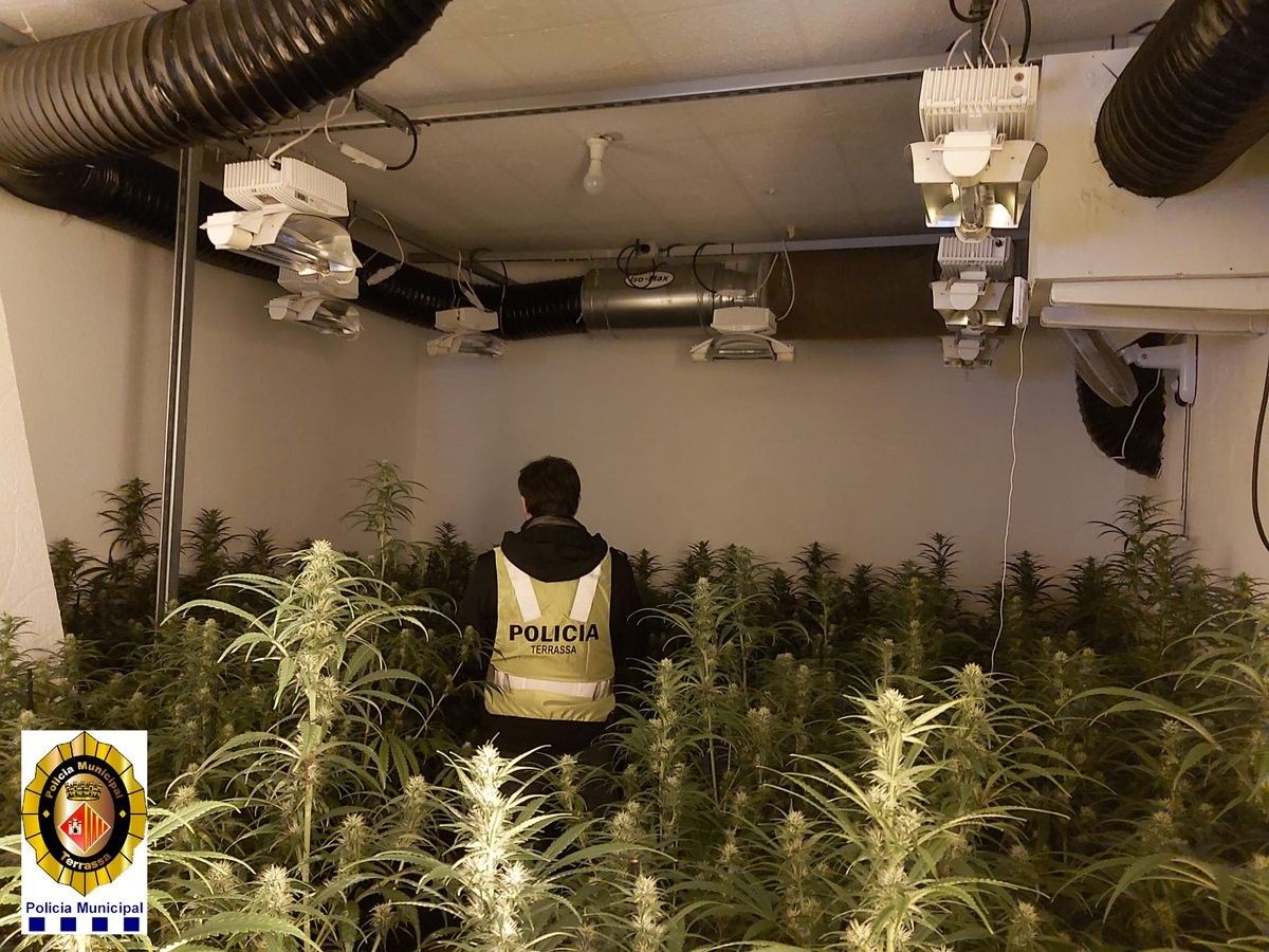 La plantació de marihuana incautada per la Policia