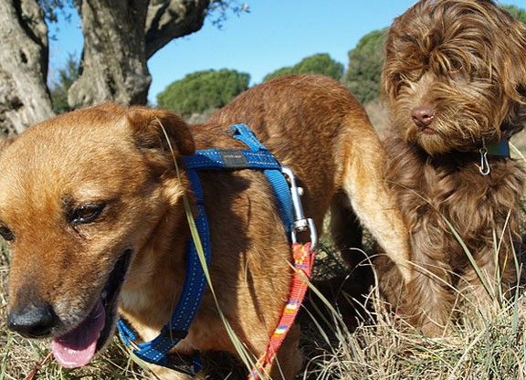 Dos dels gossos que es poden adoptar a la protectora de Caldes de Montbui.