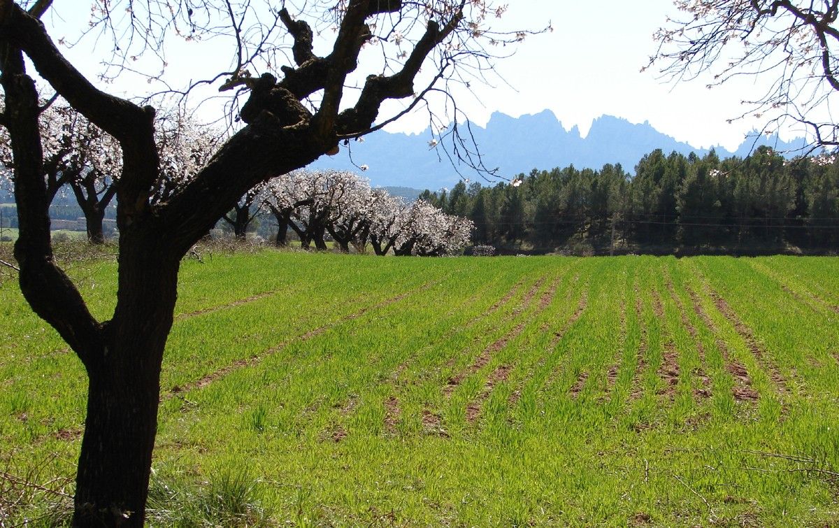 Camp de conreu a l'Anella Verda de Terrassa