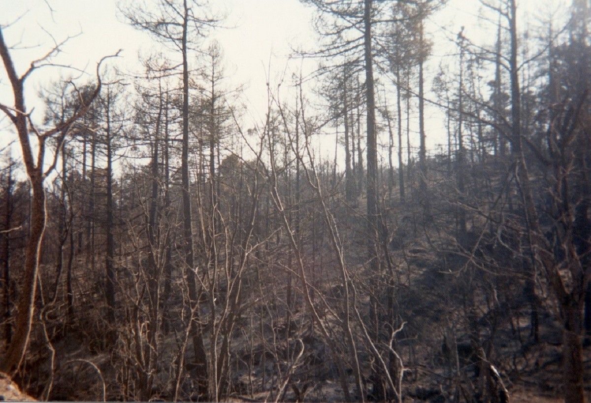 Incendi del 1986 a la serra de l'Obac.