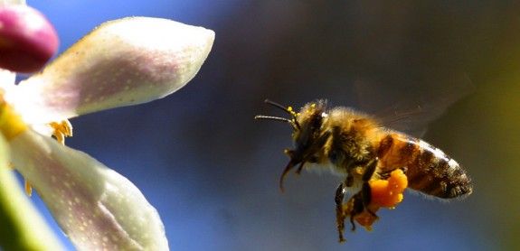La iniciativa pretén preservar les espècies autòctones d'abelles.