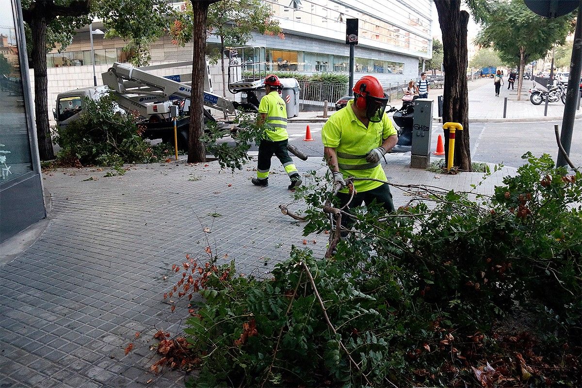 Els serveis municipals retiren arbres caiguts a Badalona.