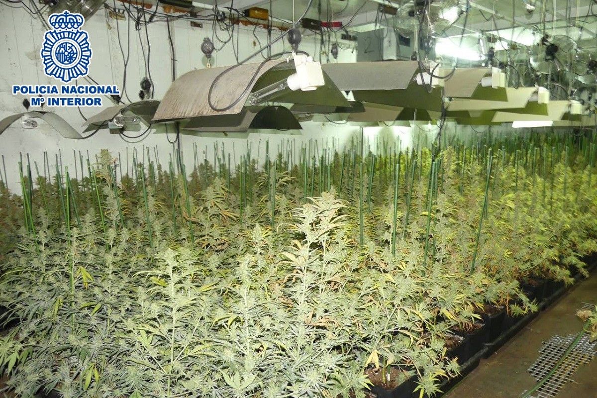 Una plantació de més de 1.600 plantes de marihuana en una nau de Terrassa