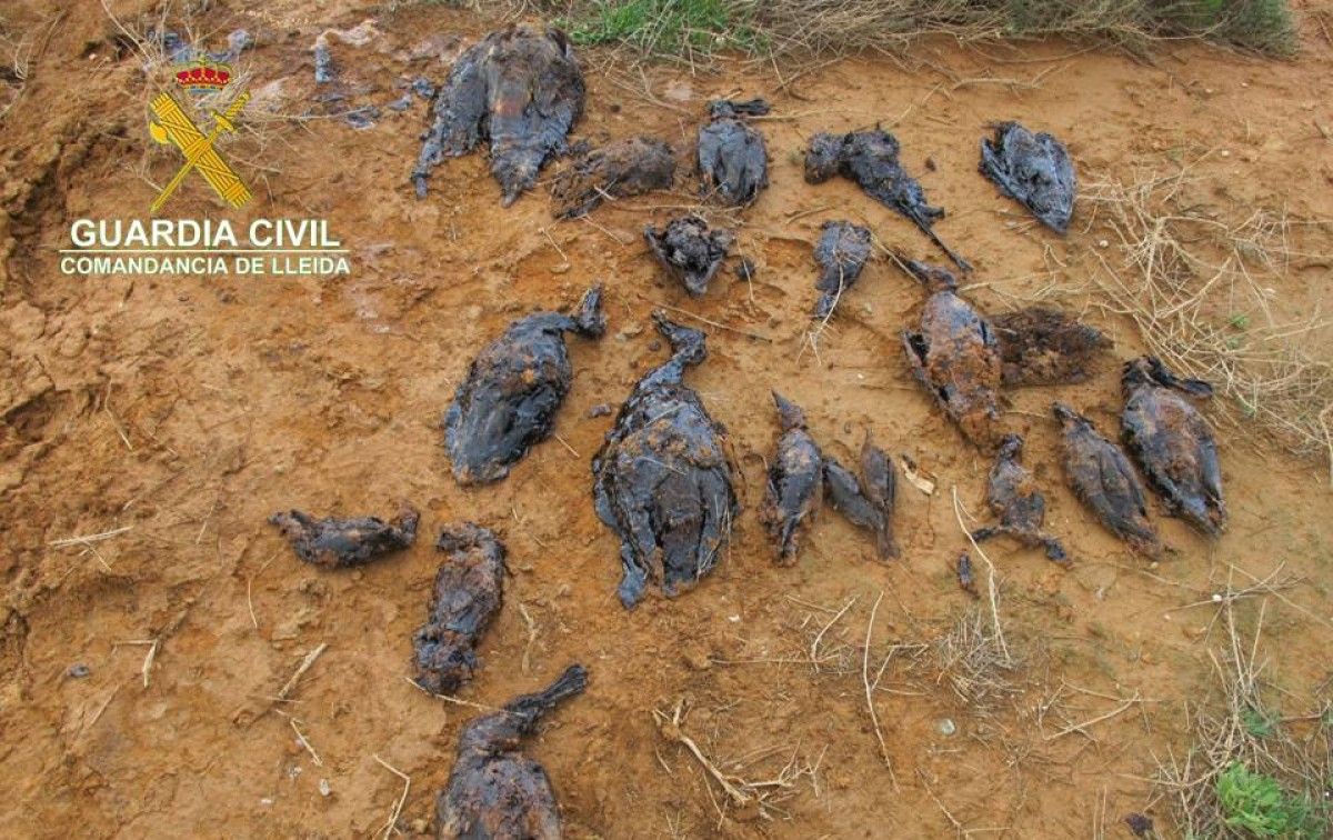La vintena d'aus localitzades mortes en dues basses on una empresa de Soses emmagatzemava residus