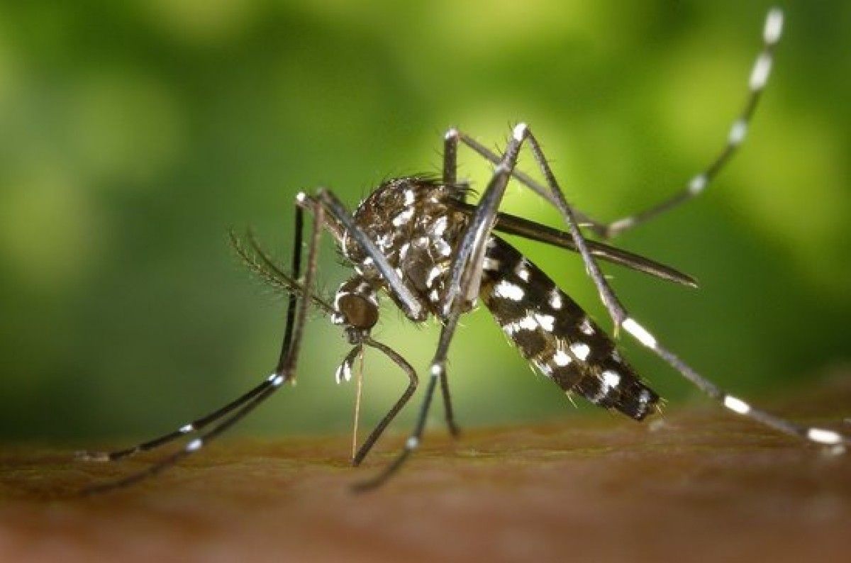 Exemplar de mosquit Aedes aegypti, transmissor del virus Zika