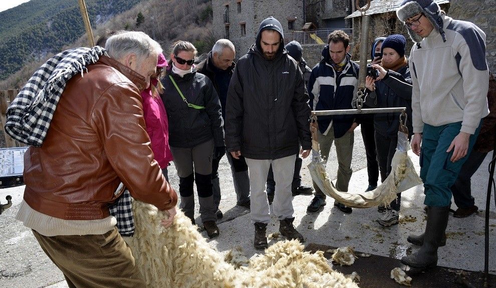 Un pastor ensenya als alumnes a plegar la llana d'una ovella.