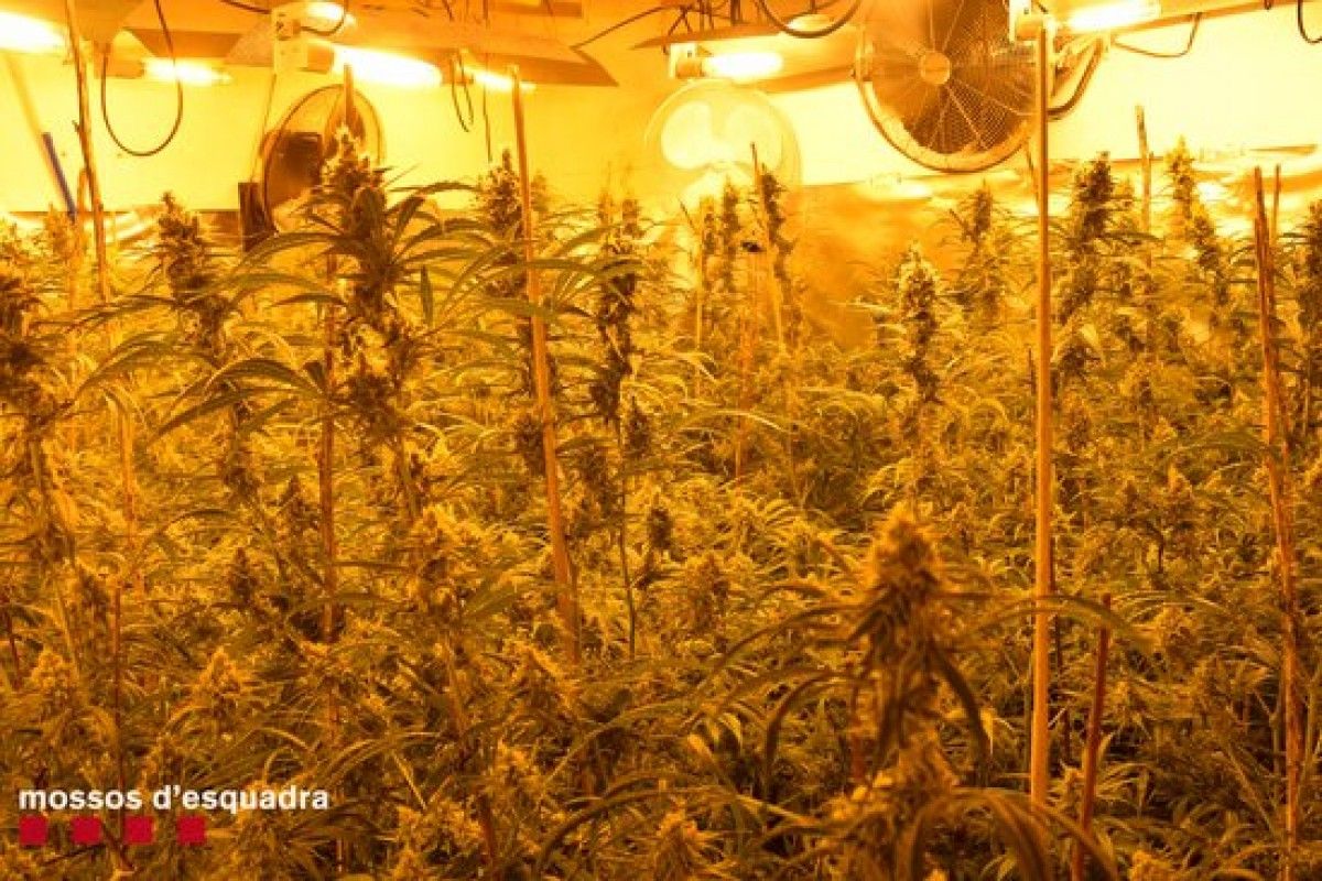 Imatge d'una de les plantacions de marihuana localitzades pels Mossos d'Esquadra