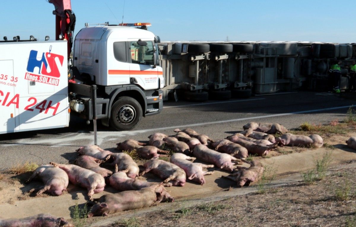 Imatge dels porcs morts al costat del camió