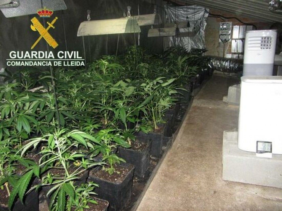 Les plantes de marihuana comissades, cultivades en una casa de l'Urgell