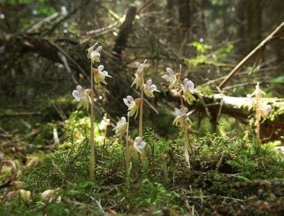 L'orquídia detectada a la Vall de Santa Magdalena, al Parc Natural de l'Alt Pirineu.