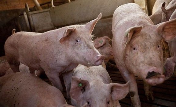 Imatge d'uns porcs en una granja
