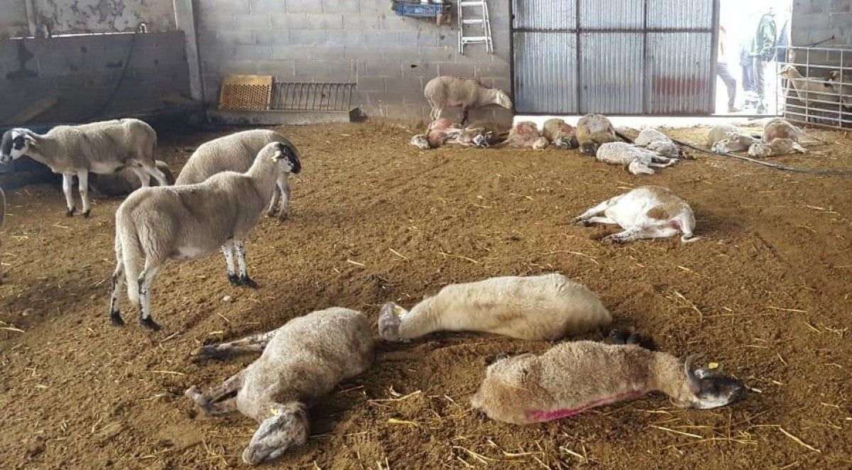 Imatge de les ovelles mortes a Ponts