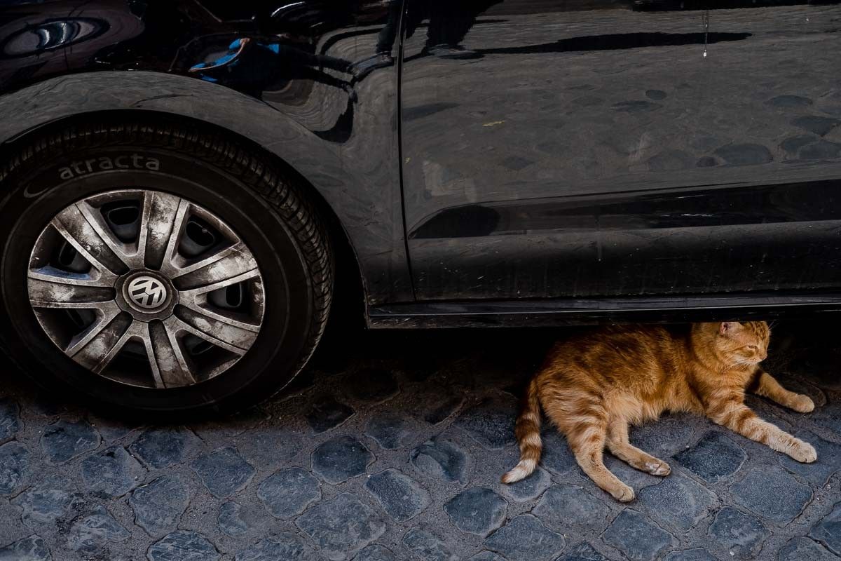 Un gat sota un vehicle estacionat