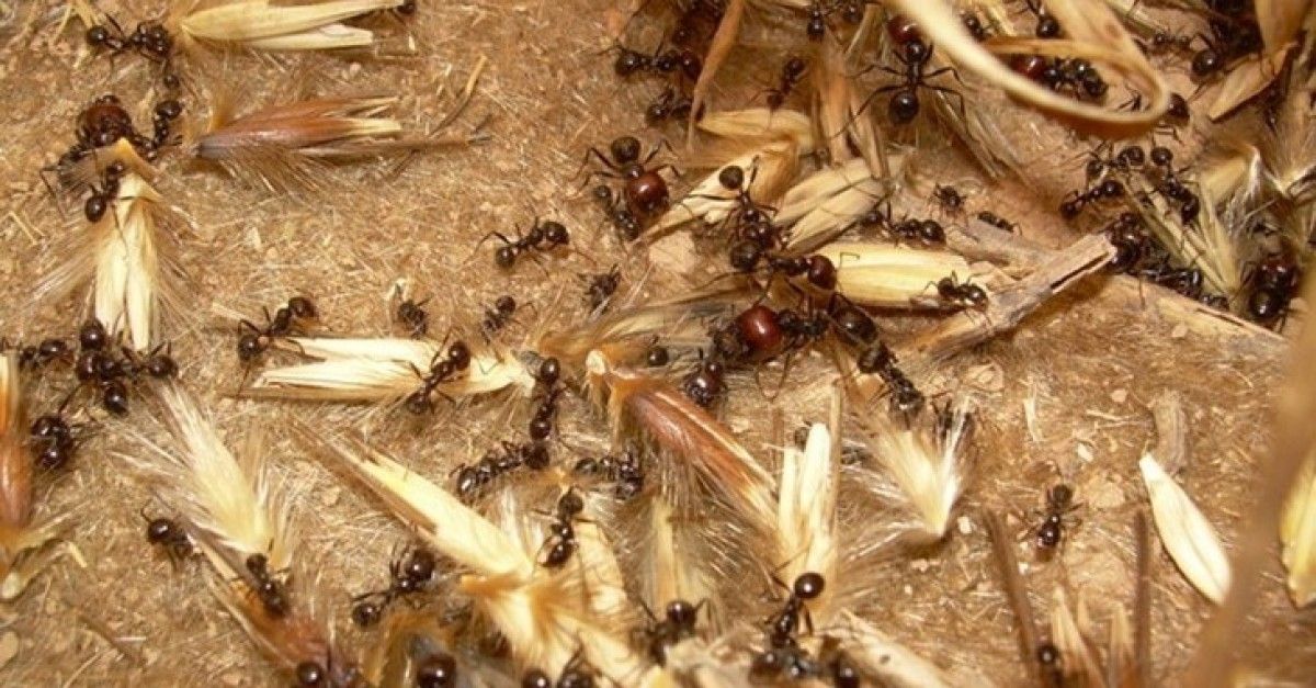 Imatge d'unes formigues