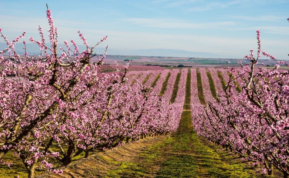 Un camp de presseguers florits al municipi d'Aitona 