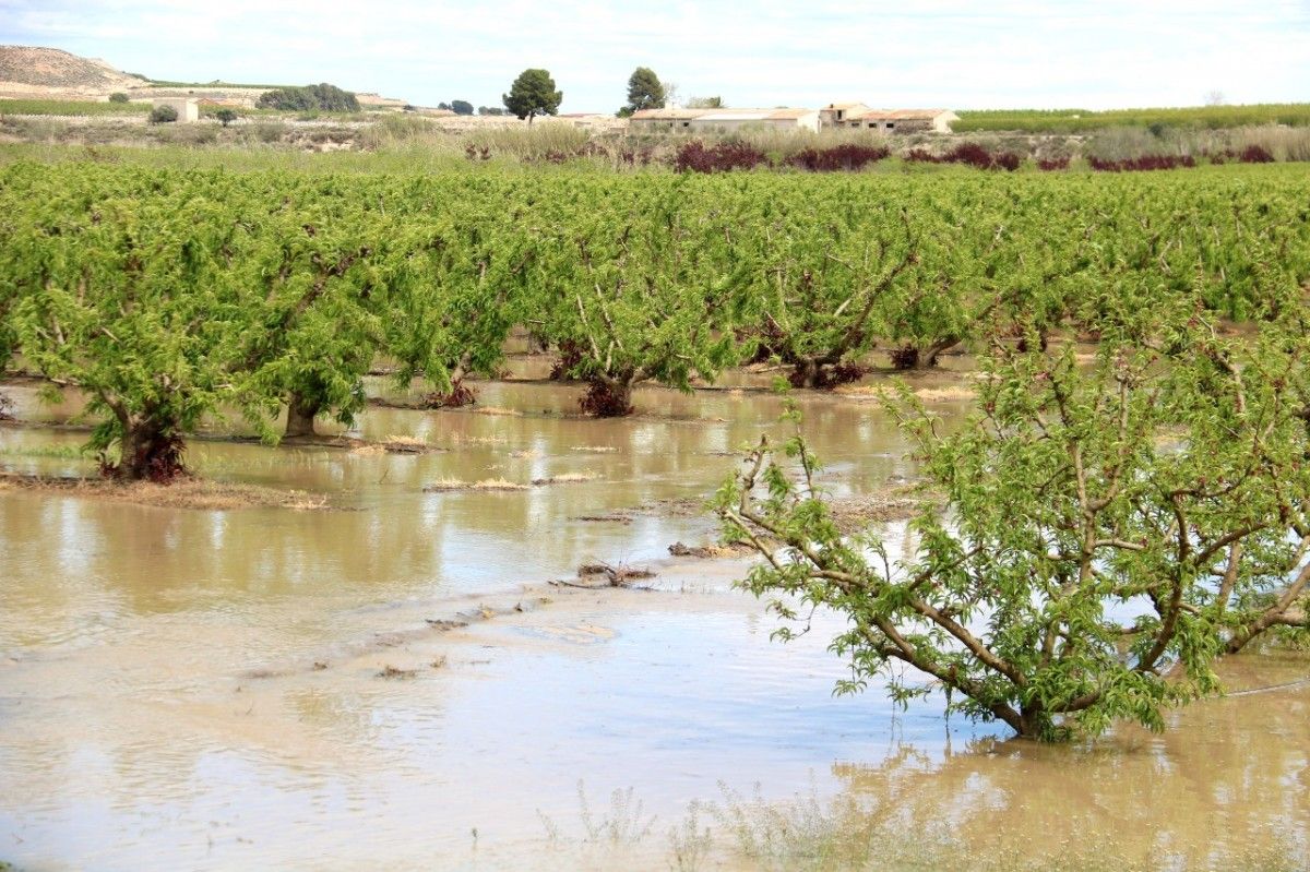 Arbres fruiters afectats per la crescuda del riu Cinca, un episodi calcat a la inundació de fa 10 anys