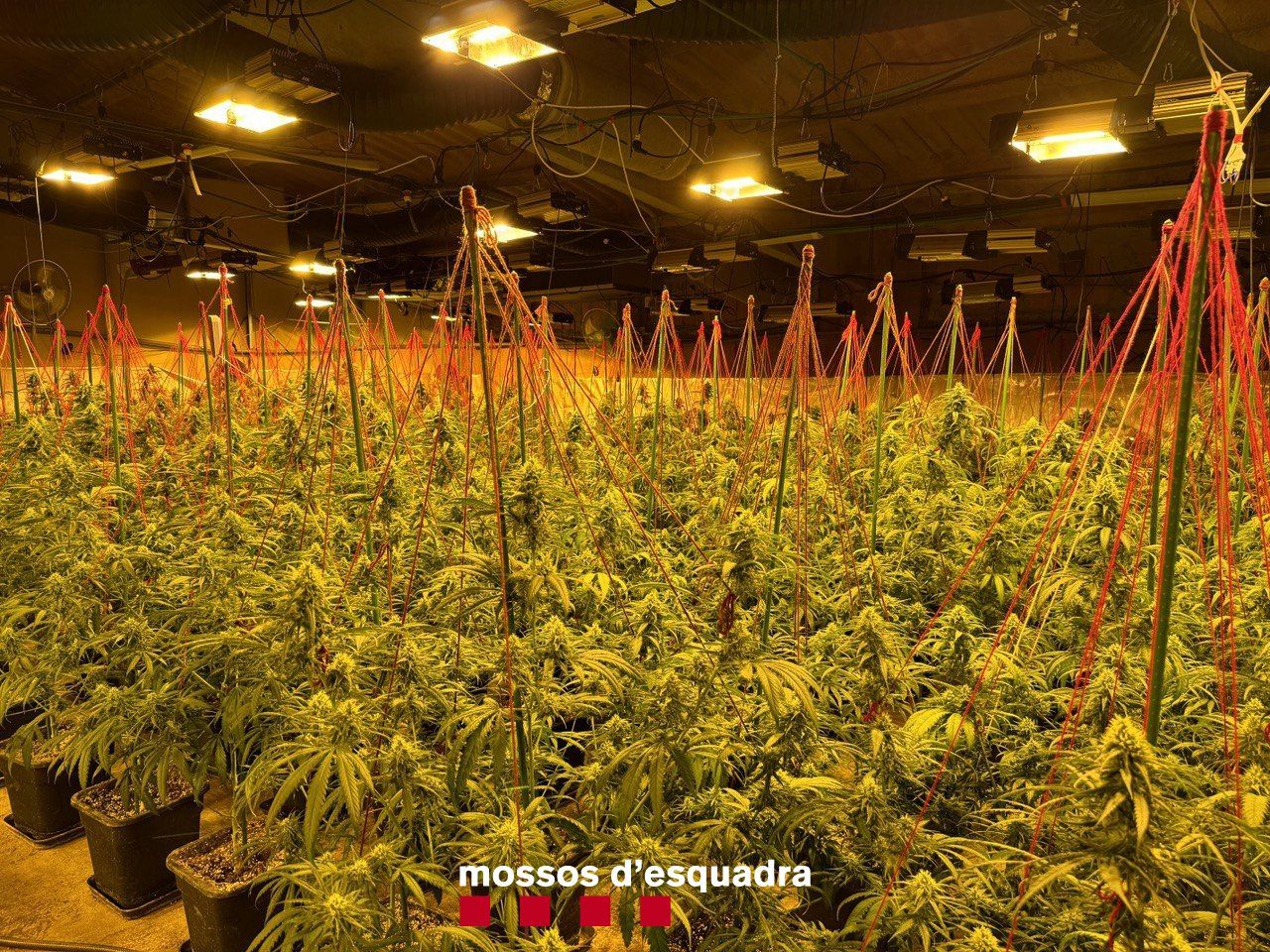 Plantació de marihuana en una granja al polígon Cometes de Torrebesses