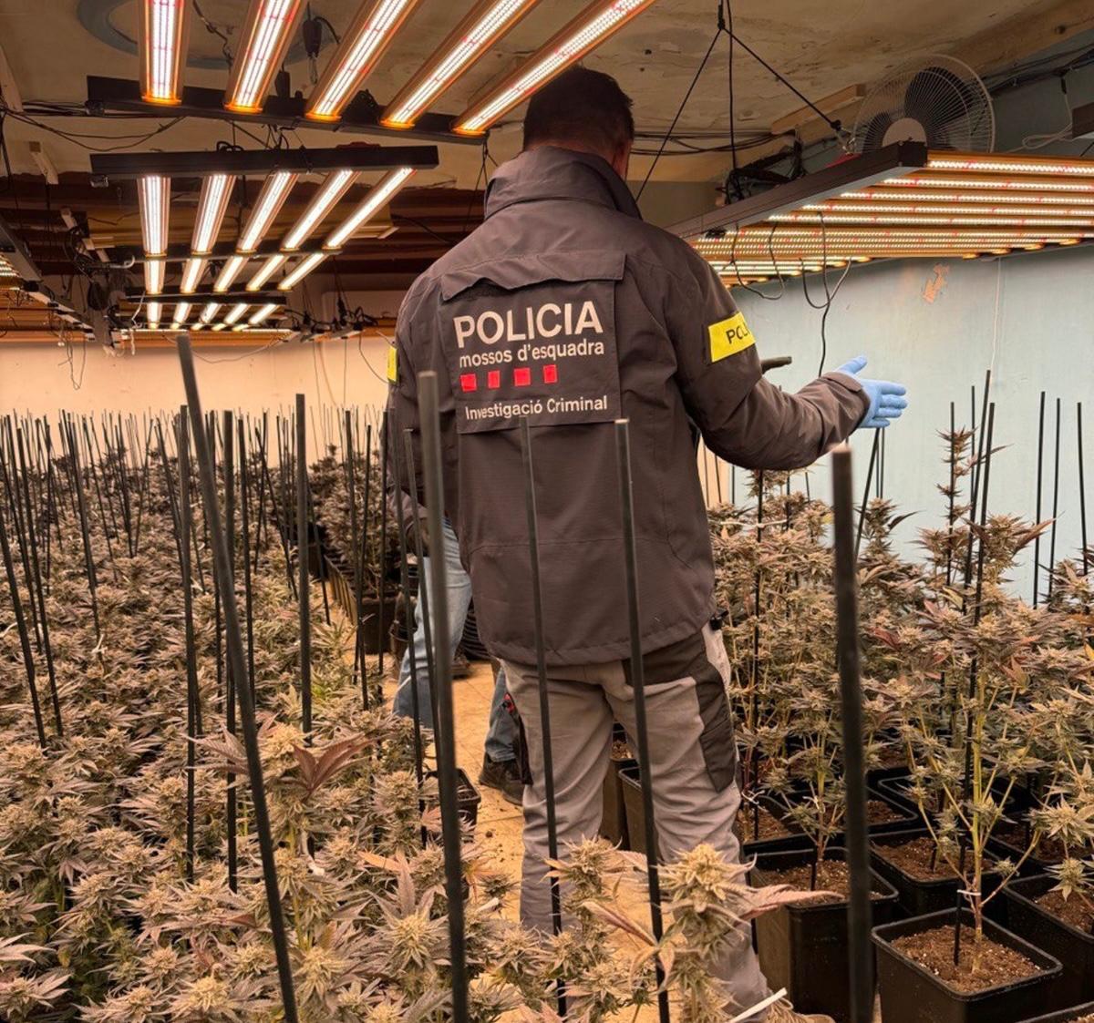 Plantació de marihuana en un domicili de Sarroca de Lleida