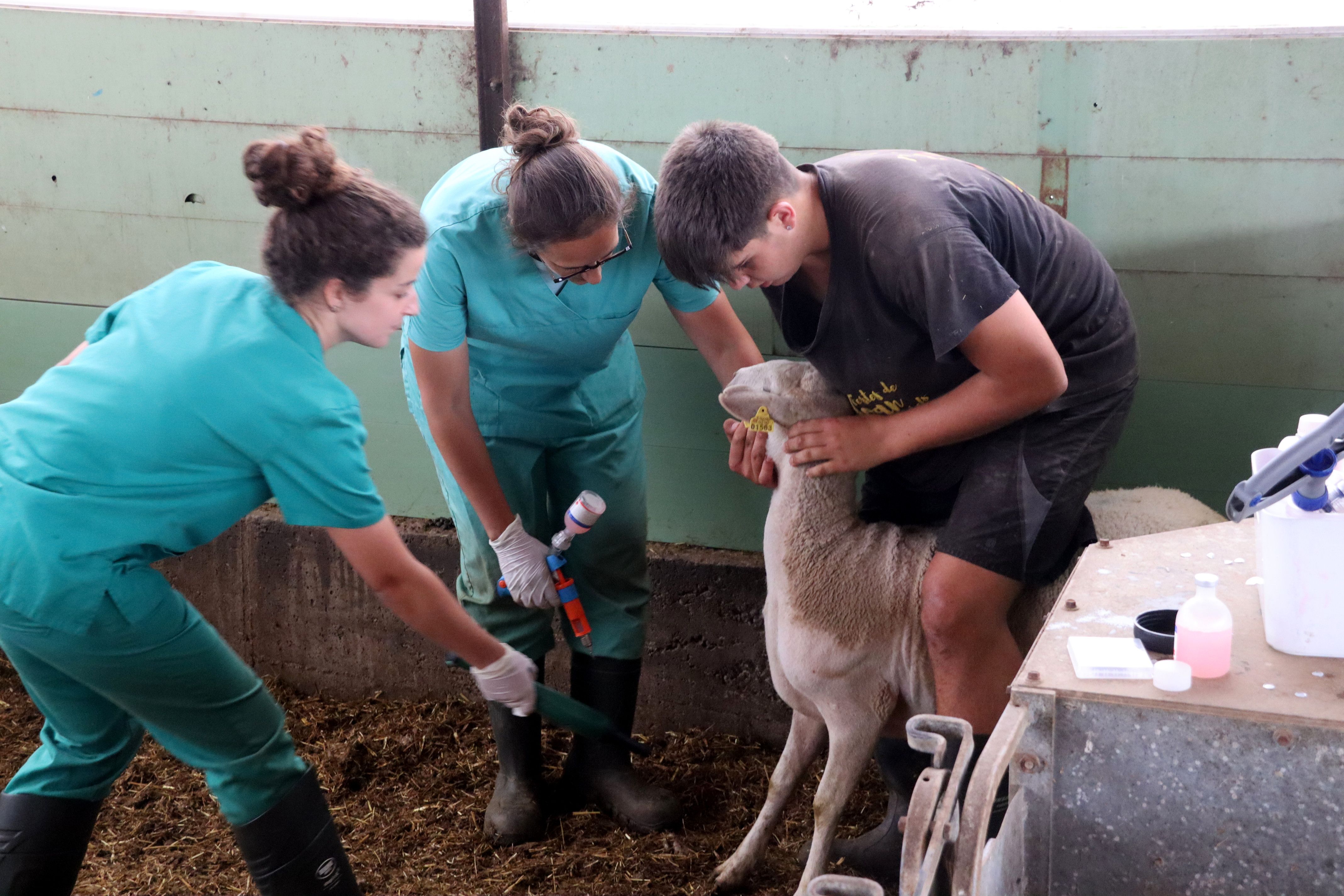 Vacunació d’una ovella contra la llengua blava