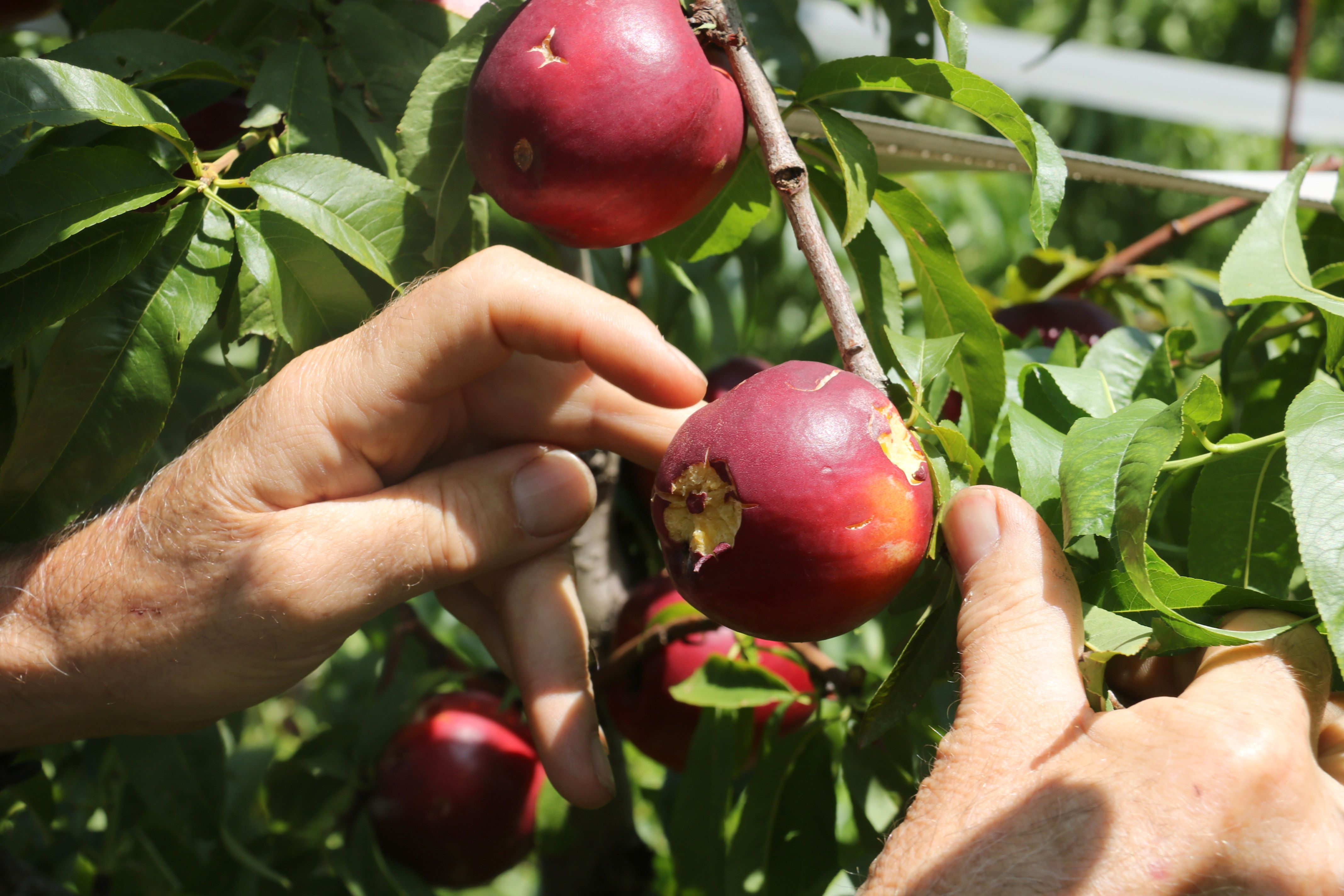 Nectarines d'una finca de l'Horta de Lleida afectades per la tempesta de dissabte