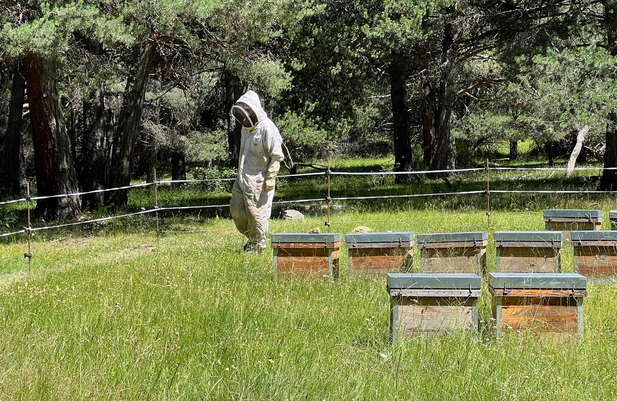 Un apicultor en zona protegida 